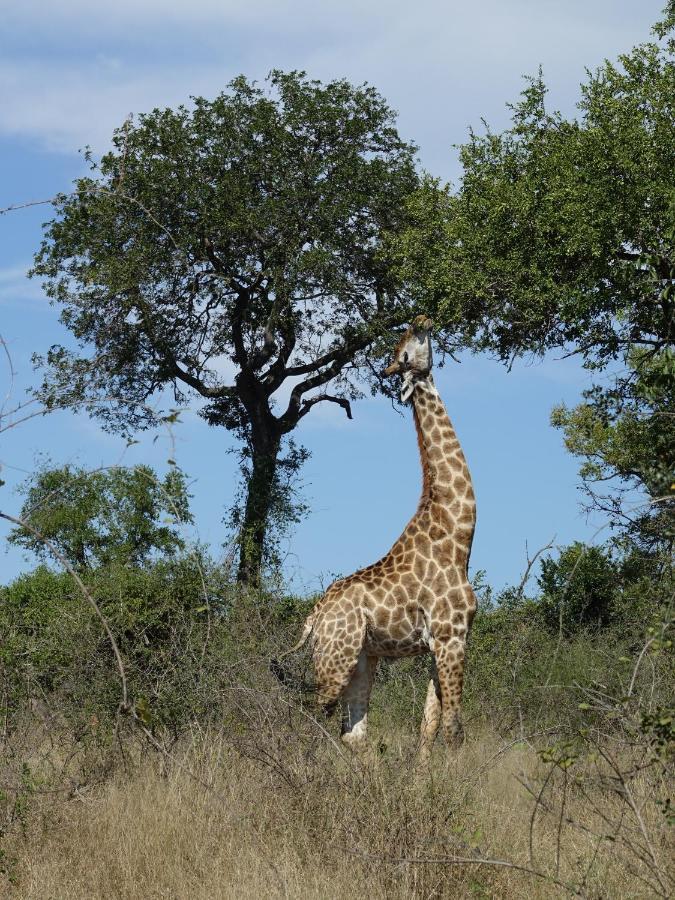 Villa Tall Horse - Solar Powered Hoedspruit Eksteriør bilde